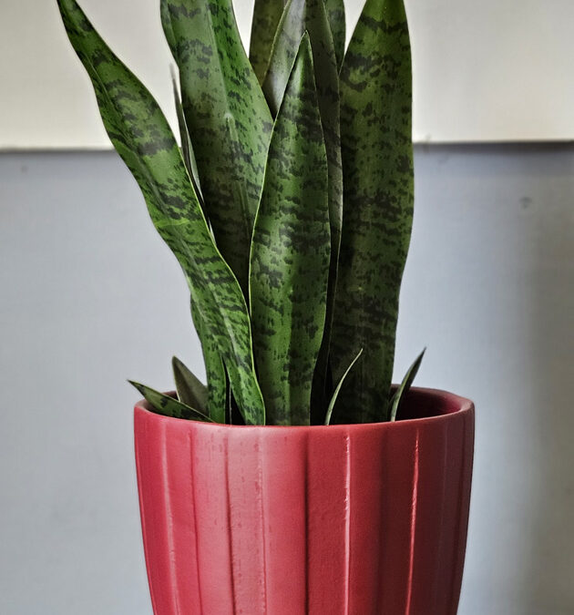 Versatilidade e Sofisticação na Decoração com o Vaso e a Espada-de-São-Jorge Artificial